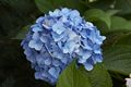 Hydrangea macrophylla Hortensja ogrodowa